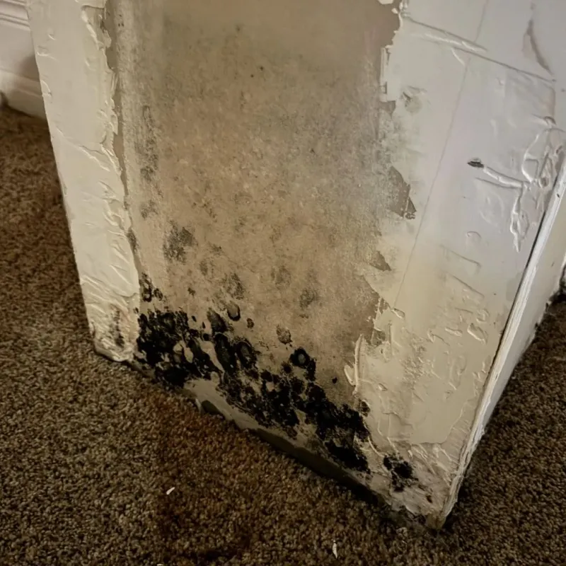 Professional Mold Removal in Calverton, MD